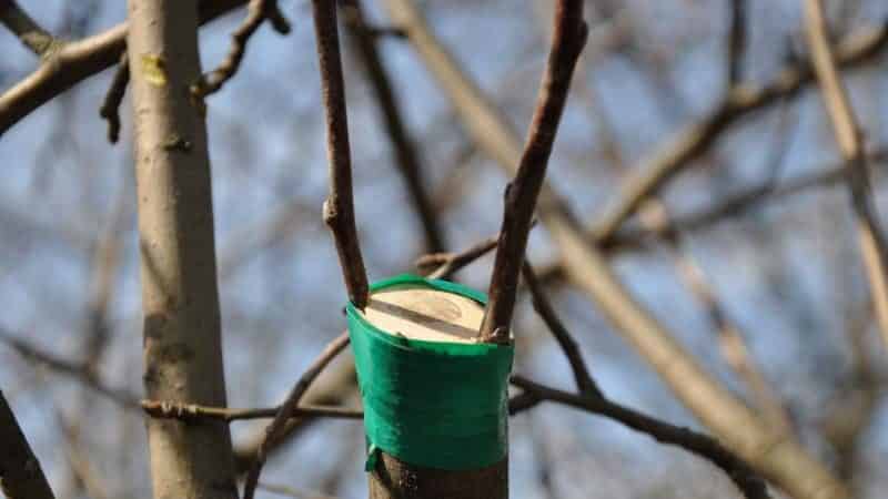 Корак по корак водич за баштоване почетнике: како посадити дрво јабуке у пролеће