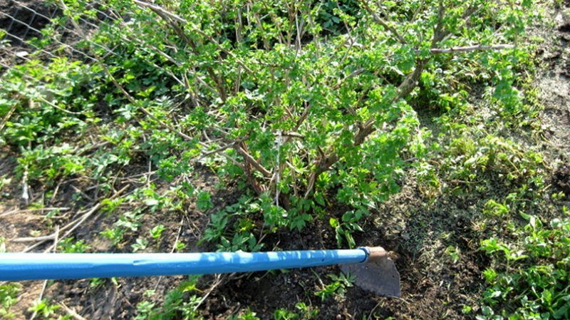 Langkah paling berkesan untuk memerangi hama putik pada currant pada musim bunga