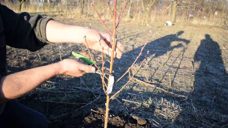 Cómo podar correctamente un melocotón en primavera y por qué es tan importante