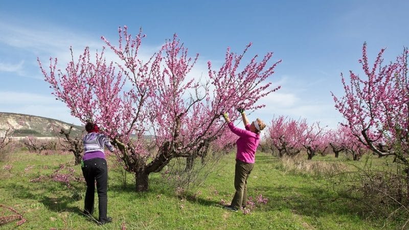 Com podar correctament un préssec a la primavera i per què és tan important