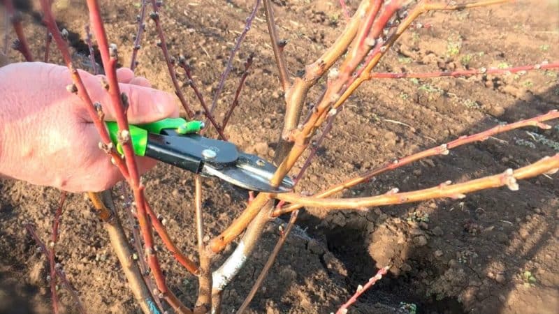 Come potare correttamente un pesco in primavera e perché è così importante