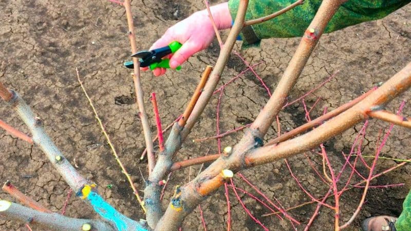 Comment bien tailler une pêche au printemps et pourquoi c'est si important