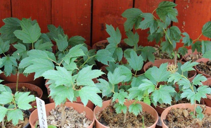 En klar guide til udbredelse af viburnum Buldenezh ved stiklinger om foråret