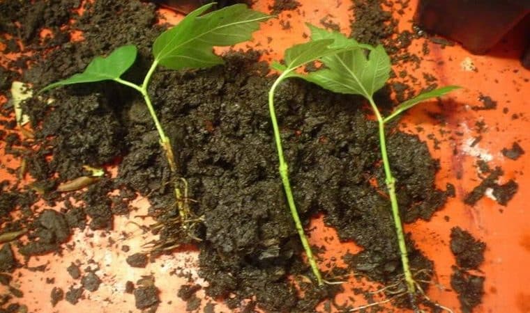 คำแนะนำที่ชัดเจนในการขยายพันธุ์ viburnum Buldenezh โดยการตัดในฤดูใบไม้ผลิ