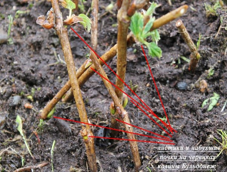 Selkeä opas viburnum Buldenezhin lisäämiseen pistokkailla keväällä