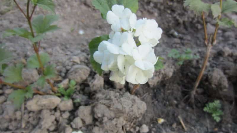 En klar guide for forplantning av viburnum Buldenezh ved stiklinger om våren