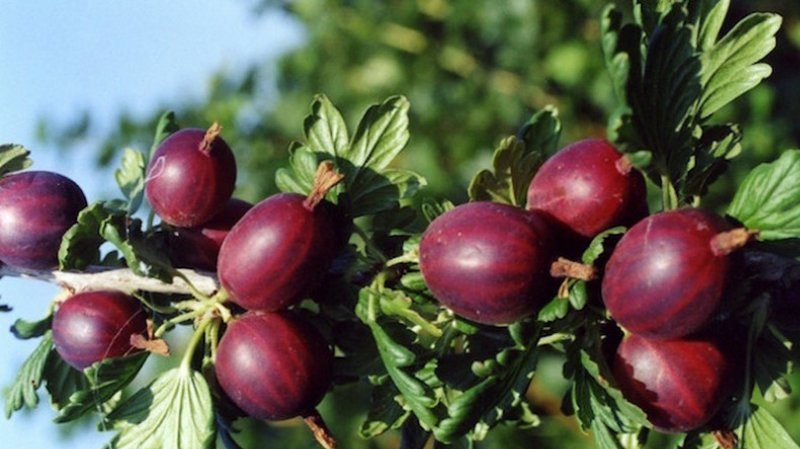 Variedades y características del cultivo de grosellas sin espinas.