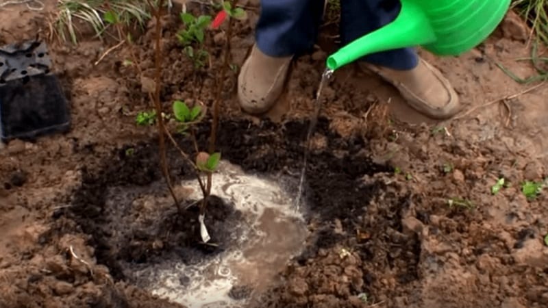 Guide til plantning af røn om foråret fra A til Z