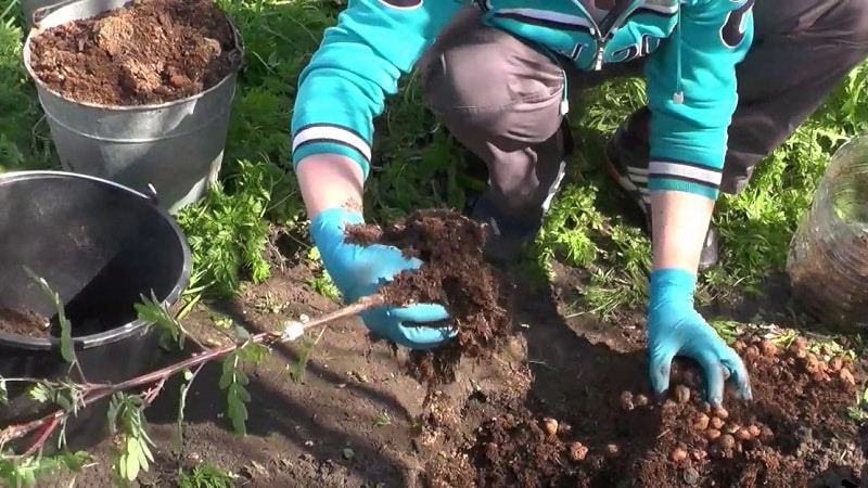 Veiledning for å plante rogn om våren fra A til Å