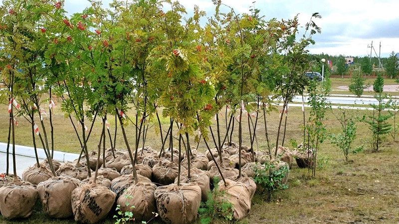 Guía para plantar serbal en primavera de la A a la Z