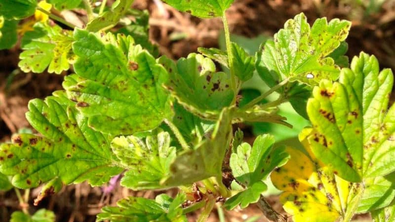 Què fer si les groselles es cobreixen amb una capa marró, com estalviar la collita