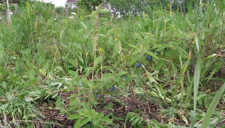 High-yielding frost-resistant honeysuckle variety Moskovskaya 23