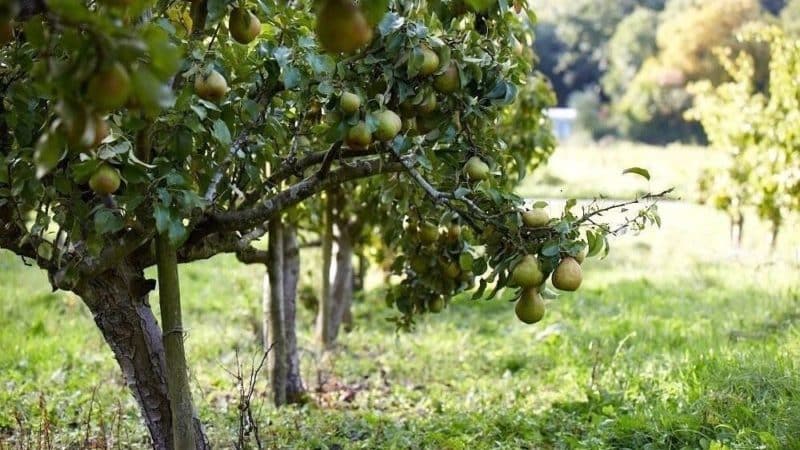 El millor moment per plantar arbres fruiters a la regió de Moscou: plantar a la primavera o a la tardor?