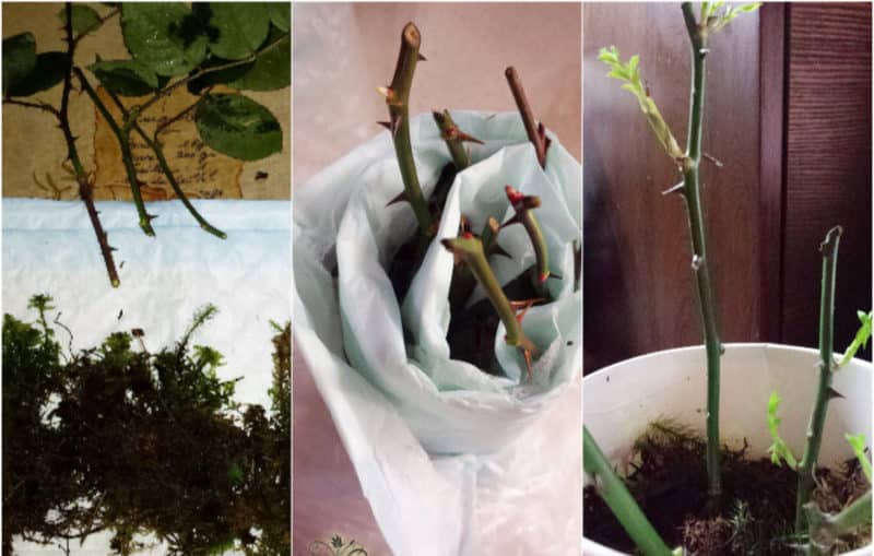 Maneres senzilles d'estalviar esqueixos de roses fins a la primavera i plantar-los correctament