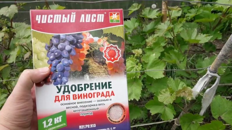 Como e o que alimentar com uvas em julho na Zona Média