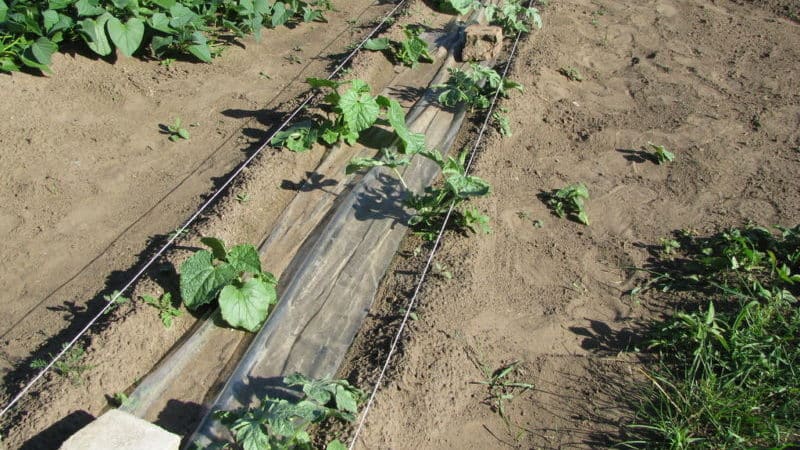 Step-by-step instructions for growing watermelons for beginners