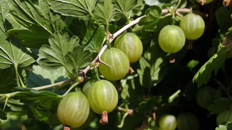 Qué hacer si las grosellas están cubiertas con una capa marrón, cómo salvar la cosecha.