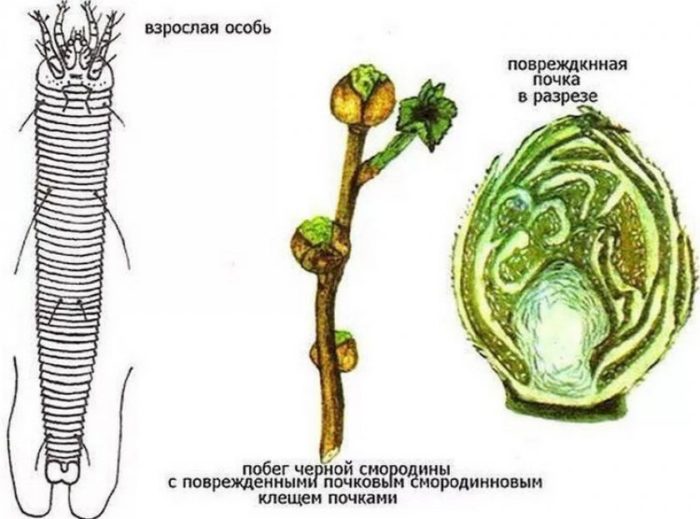 Nejúčinnější opatření v boji proti roztoči na rybízu na jaře