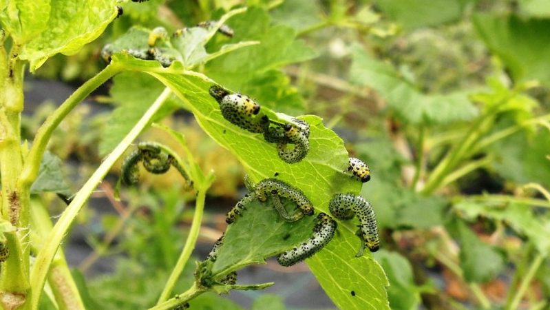 Veiksmingiausios priemonės kovojant su pumpurų erke ant serbentų pavasarį