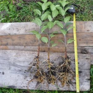 Panduan langkah demi langkah untuk tukang kebun pemula: cara menanam pokok epal pada musim bunga