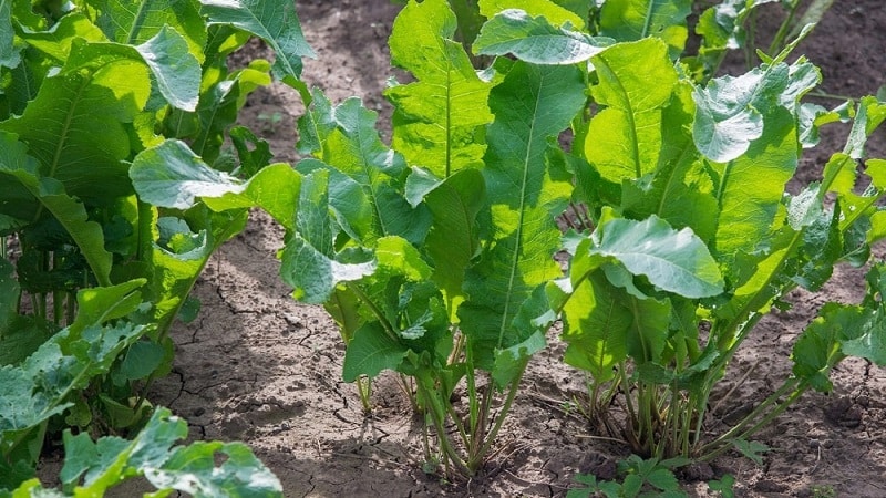 Er det lønnsomt å dyrke pepperrot som bedrift, og hva er egenskapene til landbruksteknologien i industriell skala?