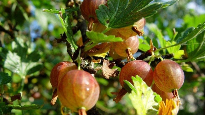 Sorten und Merkmale des Anbaus dornenloser Stachelbeeren