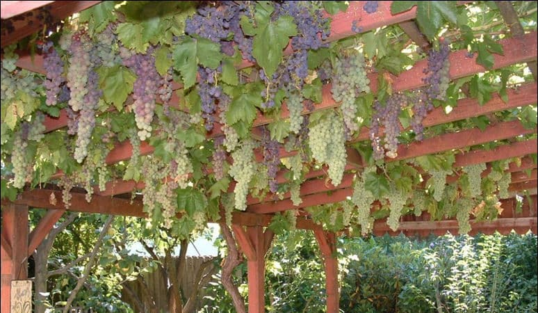 What types of canopies for grapes are there and how to make them yourself