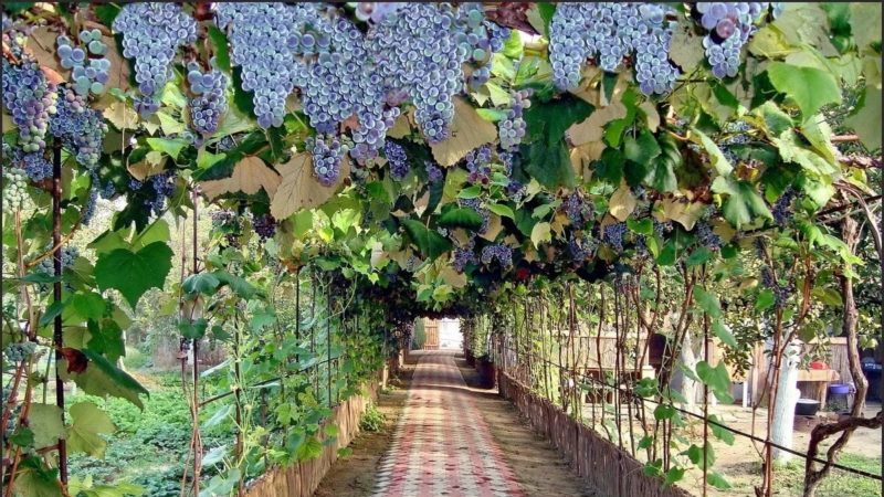 What types of canopies for grapes are there and how to make them yourself