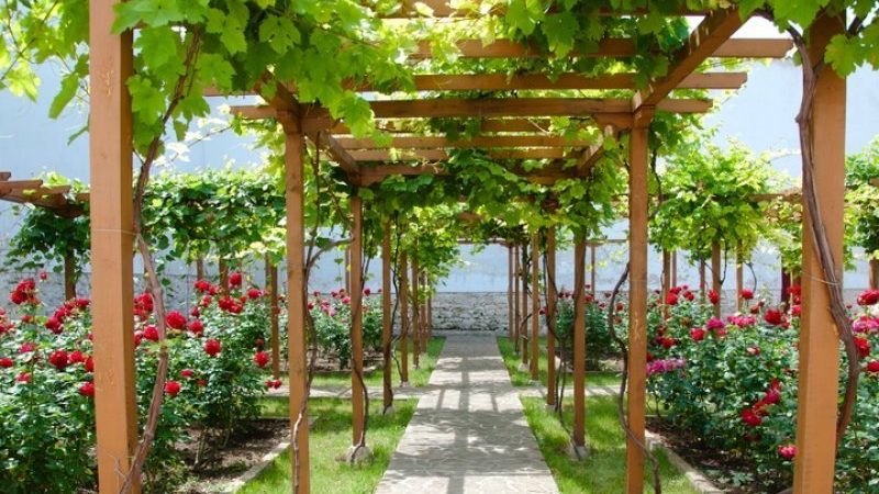 What types of canopies for grapes are there and how to make them yourself