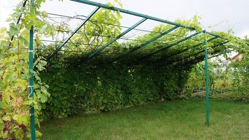 What types of canopies for grapes are there and how to make them yourself