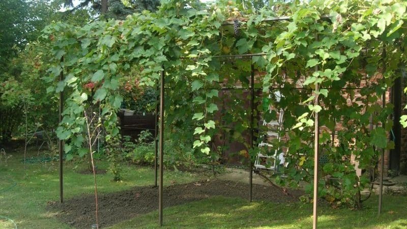 What types of canopies for grapes are there and how to make them yourself