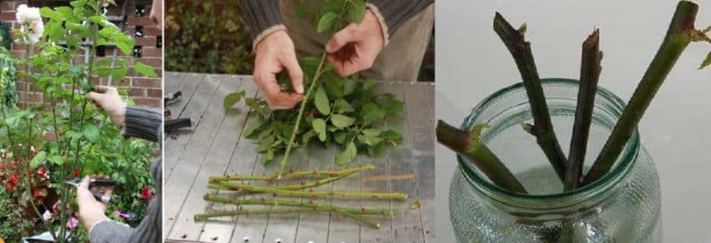 Maneres senzilles d'estalviar esqueixos de roses fins a la primavera i plantar-los correctament