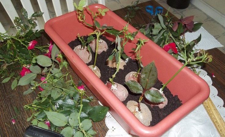 Maneres senzilles d'estalviar esqueixos de roses fins a la primavera i plantar-los correctament