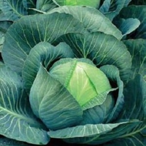 High-yielding mid-late cabbage hybrid Menza f1