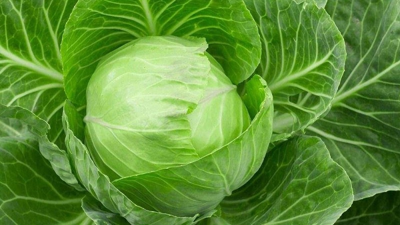 High-yielding mid-late cabbage hybrid Menza f1