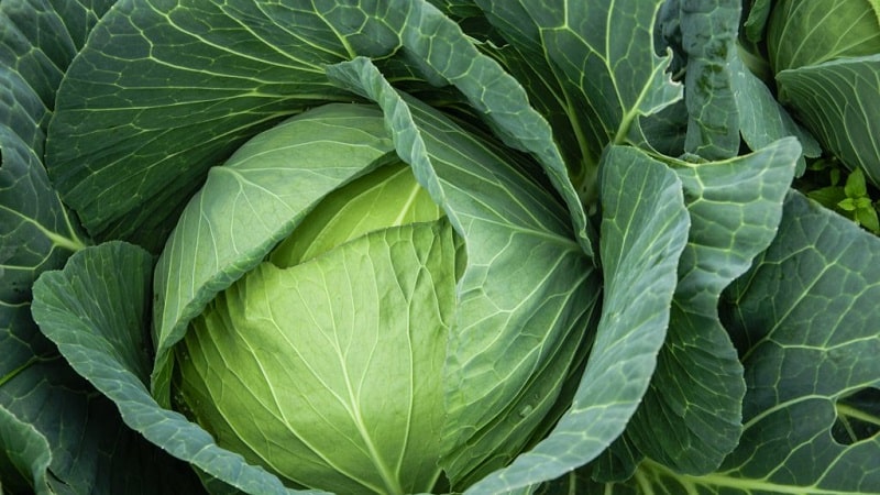 High-yielding mid-late cabbage hybrid Menza f1