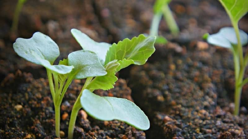 High-yielding mid-late cabbage hybrid Menza f1