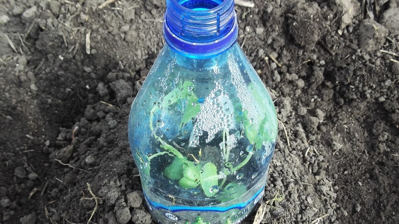 High-yielding mid-late cabbage hybrid Menza f1