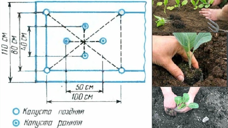 수확량이 많은 중후기 양배추 잡종 멘자 f1