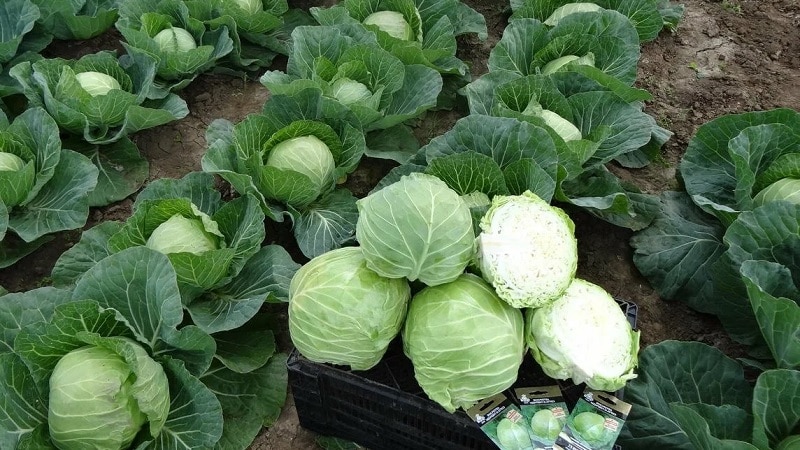 High-yielding mid-late cabbage hybrid Menza f1