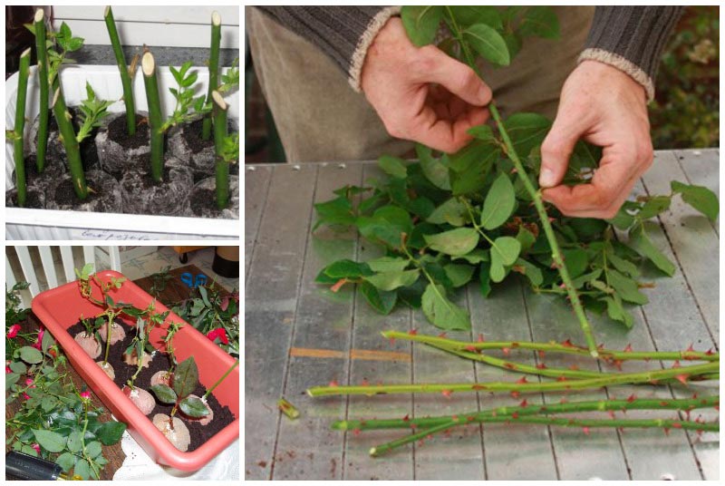 Formas sencillas de guardar esquejes de rosas hasta la primavera y plantarlos correctamente