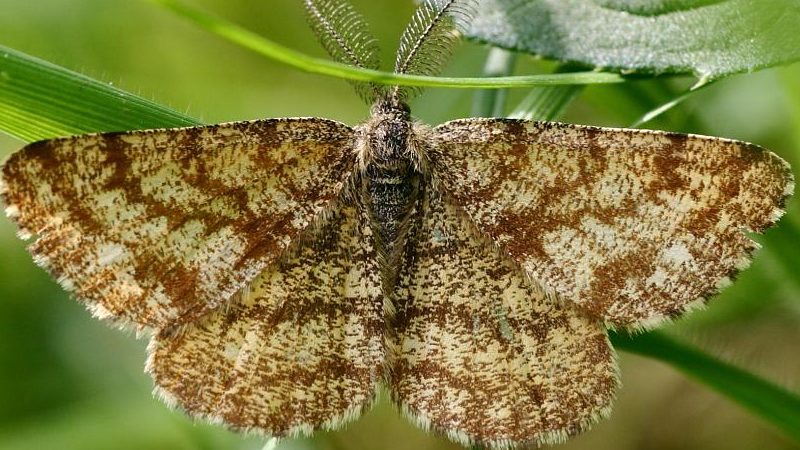 Spomladansko zdravljenje kovačnika pred škodljivci in boleznimi