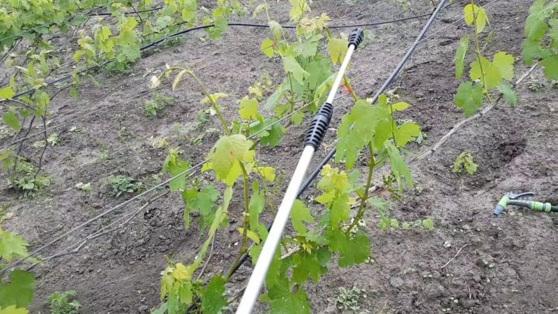 How to properly treat grapes against diseases and pests in the spring after opening