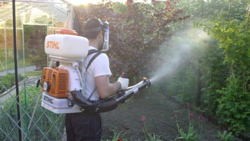 Hoe druiven goed te behandelen tegen ziekten en plagen in het voorjaar na opening