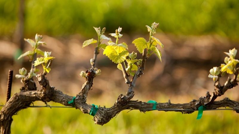 Njega grožđa ljeti: potrebni radovi u vinogradu i savjeti iskusnih vinogradara