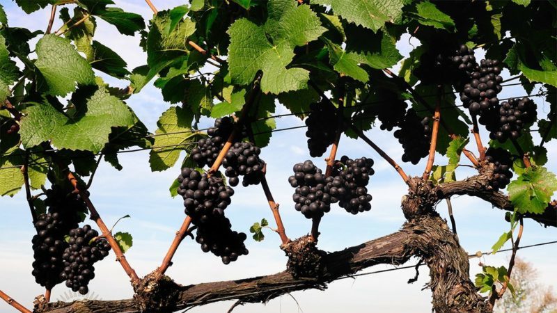 Cómo tratar adecuadamente las uvas contra enfermedades y plagas en la primavera después de abrirlas.