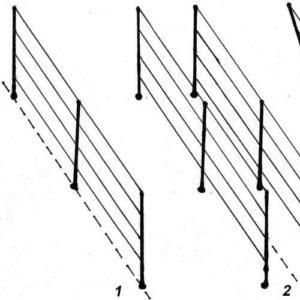 Varieties and independent production of trellises for grapes