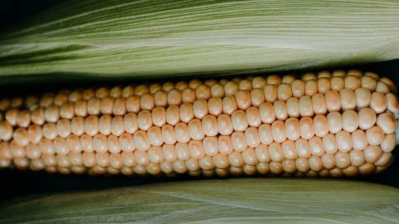 Cómo distinguir el maíz forrajero del maíz alimentario y el ámbito de aplicación de ambos tipos