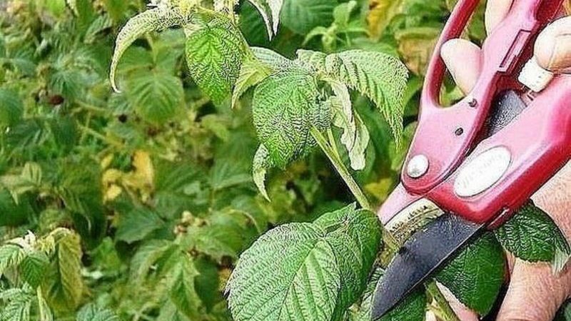 Istruzioni per la cura dei lamponi in estate per principianti e consigli di giardinieri esperti