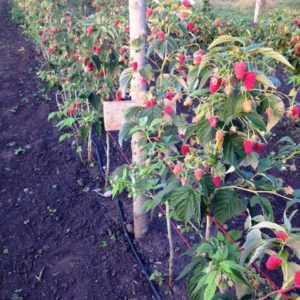 Instruccions per a la cura dels gerds a l'estiu per a principiants i consells de jardiners experimentats